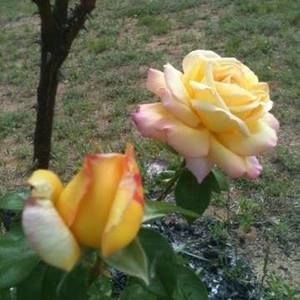 Meet your Posher, Peggy